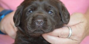 7 weeks young Chocolate Labrador Retriever